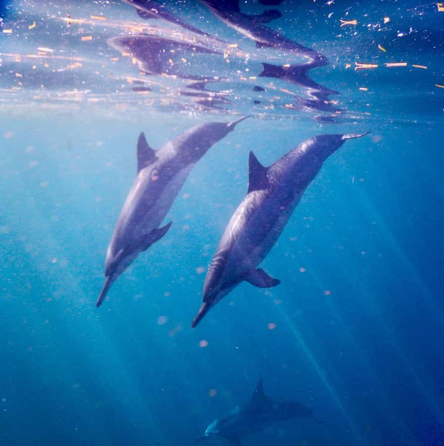 Sunrise Dolphins Watching and swimming Snorkel& Crystal rock - Booking, cancellation, and final practical advice