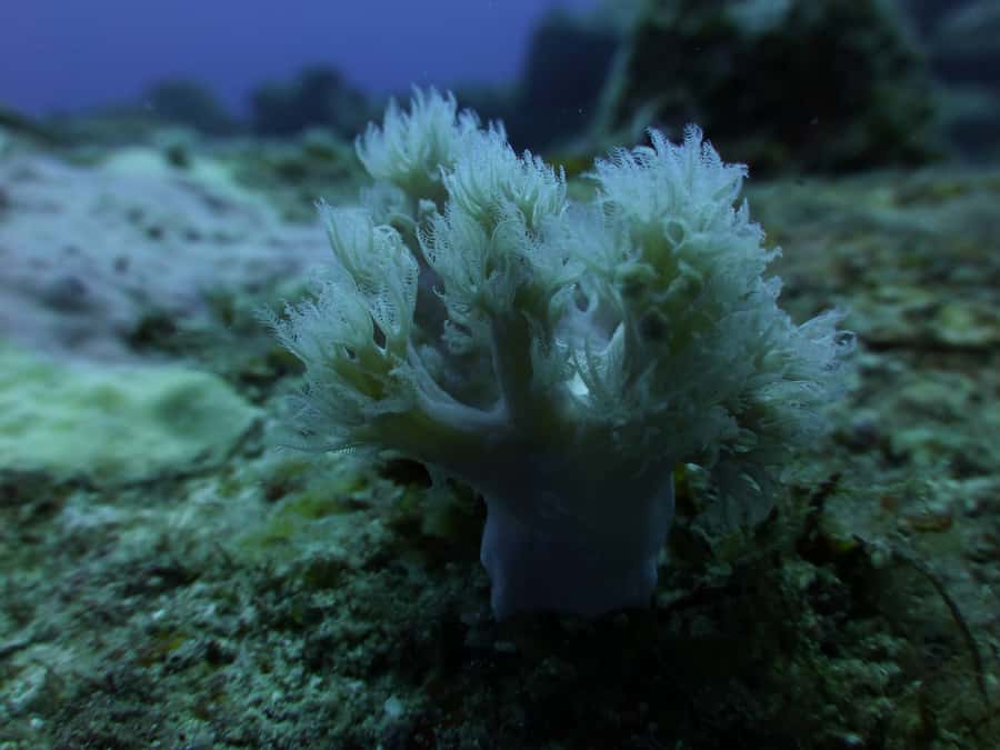 Tamarin Bay: Beginners Scuba Diving Experience - Key points at a glance