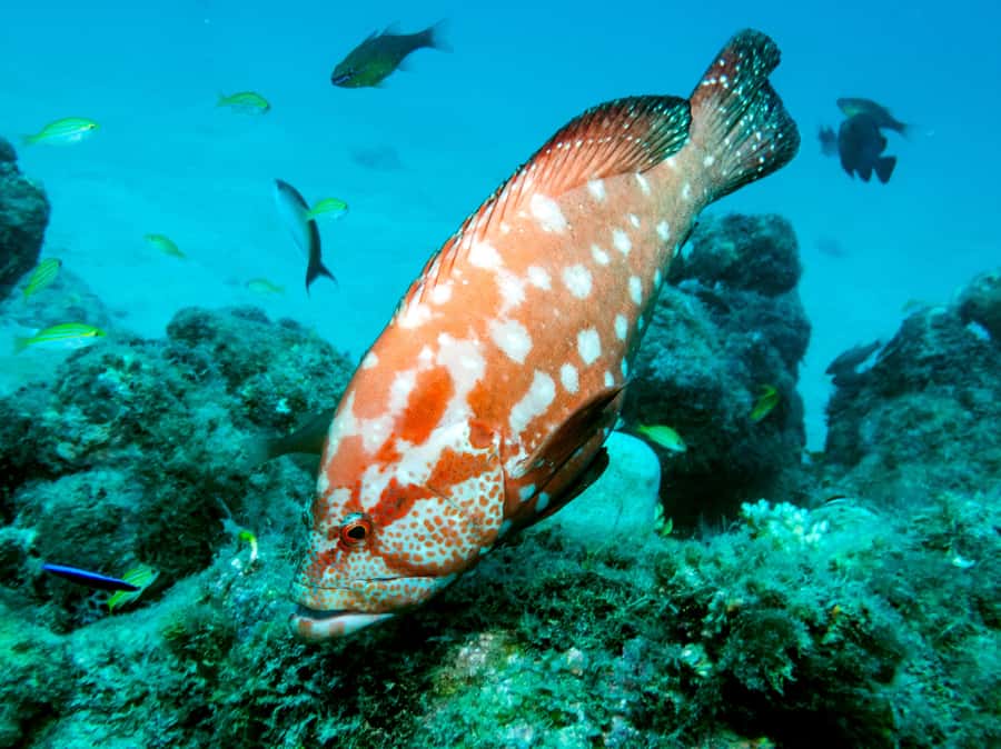 Tamarin Bay: Beginners Scuba Diving Experience - The short boat ride to Tamarin’s underwater sites