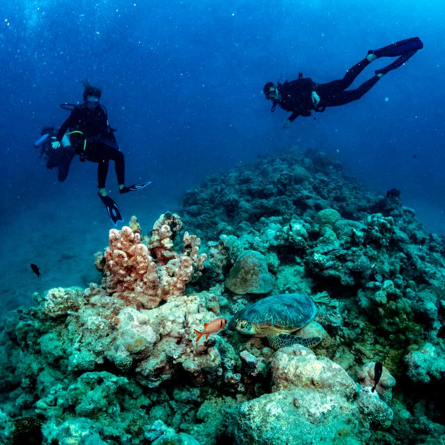 Tamarin Bay: Beginners Scuba Diving Experience - What you may see below the surface