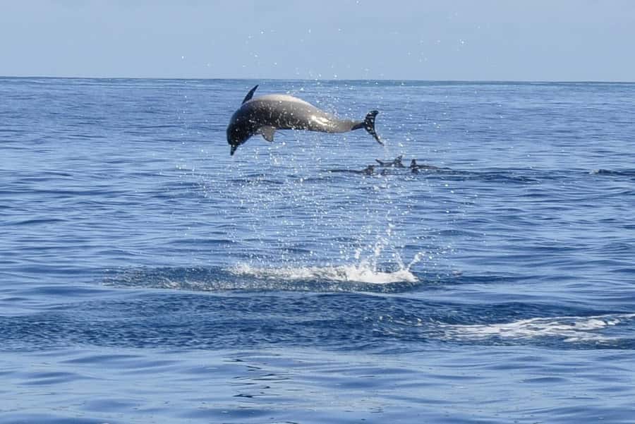 Tamarin: Dolphin Snorkel, CrystalRock, ile o Benitiers Lunch - Key points at a glance