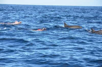 Dolphin Snorkel, CrystalRock, ile o Benitiers Lunch
