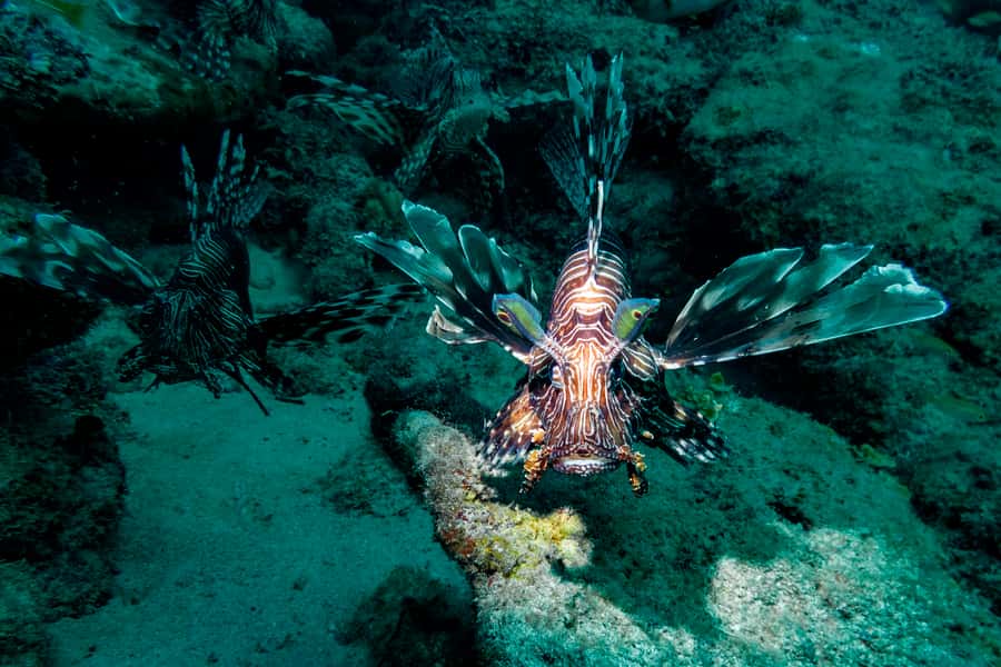 Tamarin: Exploration Dive - Key things to know before booking