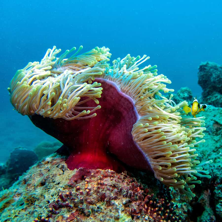 Tamarin: Exploration Dive - Starting at Veranda Tamarin Hotel