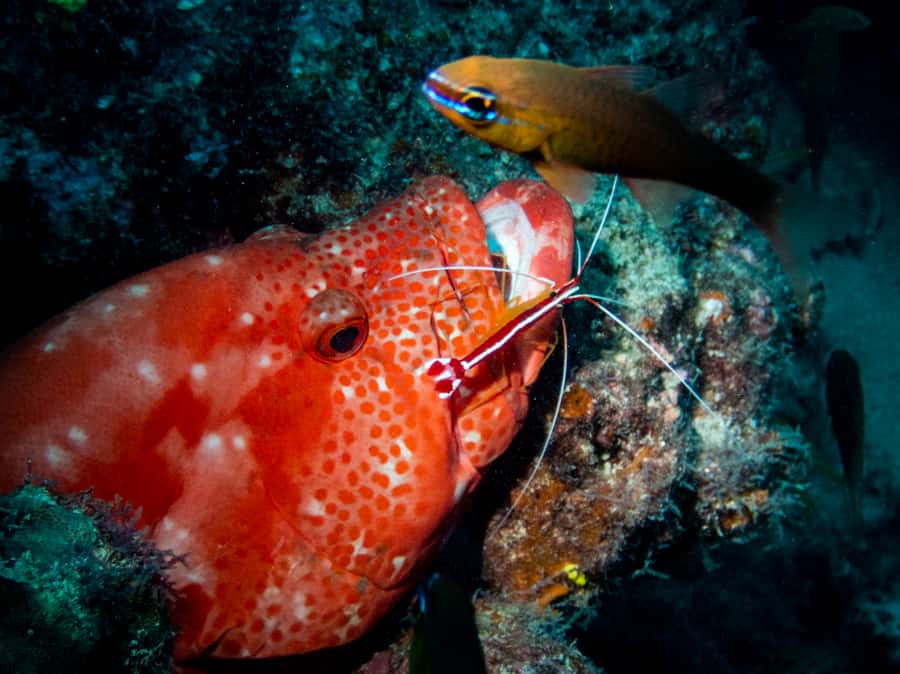 Tamarin: Exploration Dive - What the three-hour outing includes