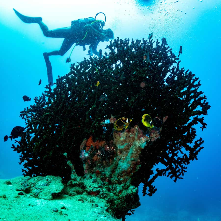 Tamarin: Exploration Dive - Marine life around Tamarin and Black River