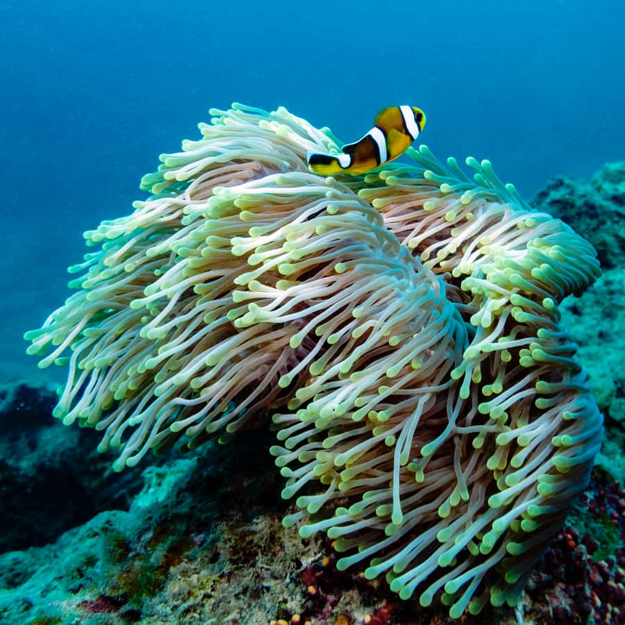 Tamarin: Exploration Dive - Why the small group makes a difference