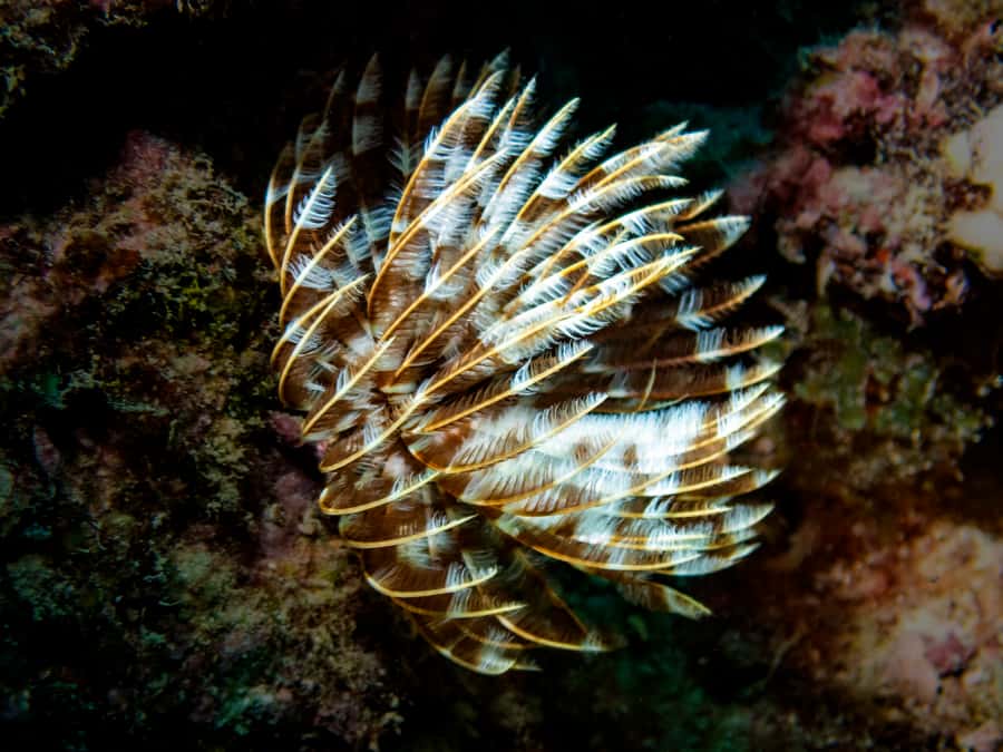 Tamarin: Exploration Dive - Safety and medical requirements