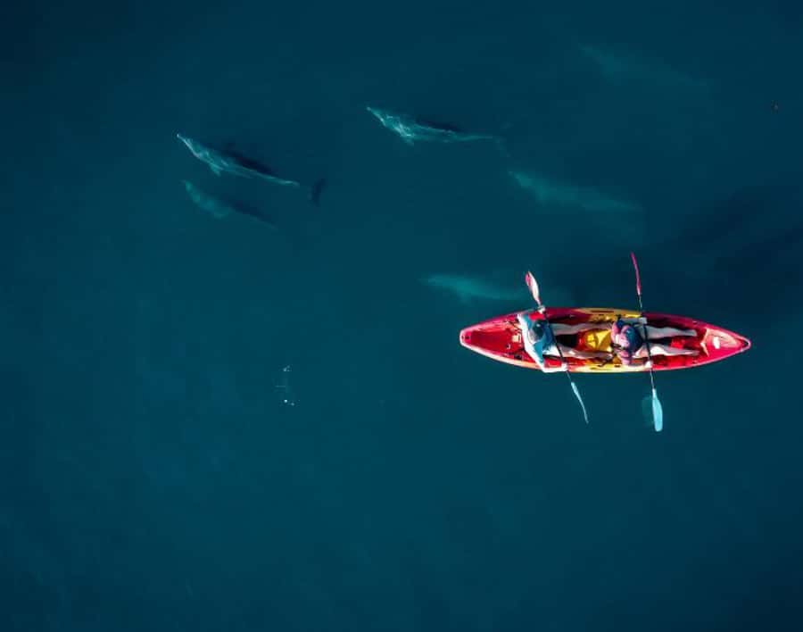 Tamarin: Guided Kayak Tour with Dolphins - Key points to know before booking