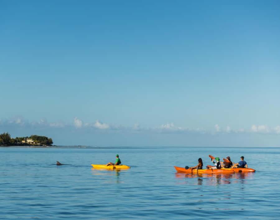 Tamarin: Guided Kayak Tour with Dolphins - Why the early start matters in Tamarin Bay