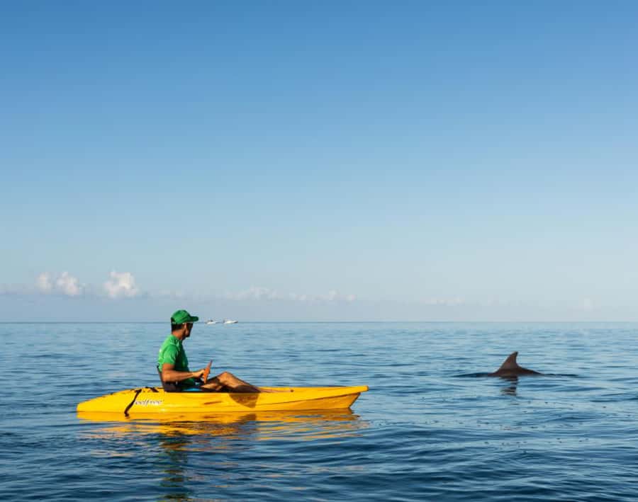 Tamarin: Guided Kayak Tour with Dolphins - Watching dolphins without the speedboat circus
