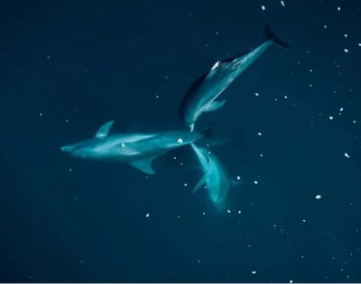 Guided Kayak Tour with Dolphins