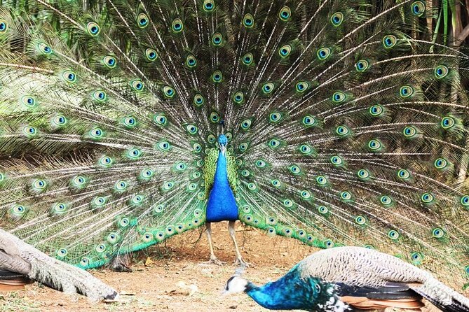 >>TAXI ONLY<< to la vallée des couleurs OR CASELA. - Planning the animal areas