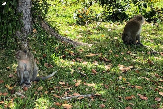 Tea and Culture Route - Mare aux Vacoas: a quick look at Mauritius’s water supply