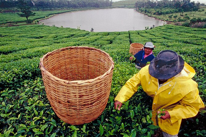 Tea Experience in the Exotic South of Mauritius Private tour. - Key Points to Know Before You Book
