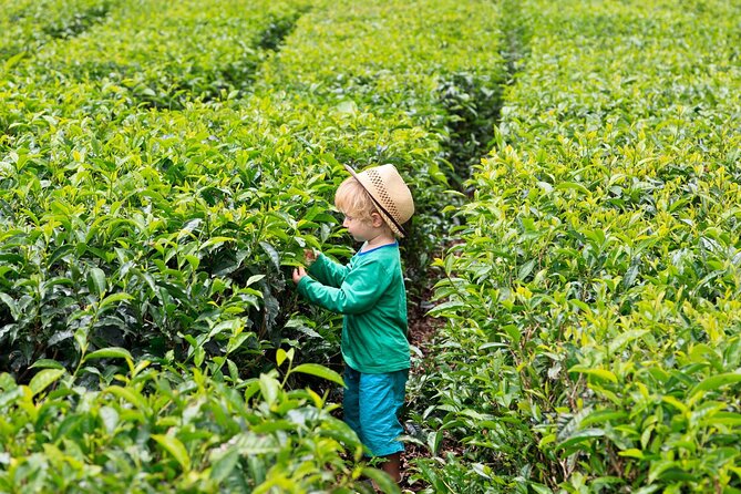 Tea Experience in the Exotic South of Mauritius Private tour. - Floreal Offers Shopping With a Luxury Angle