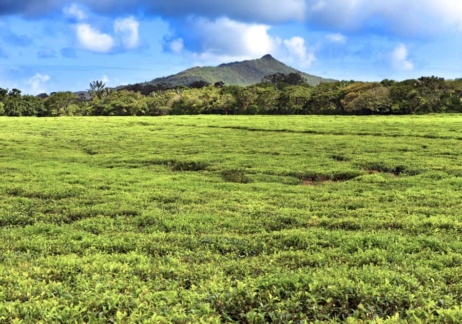 Tea Route: Lake, Forest, Tea Plantation & 3 Course Lunch - Grand Bassin, where scenery meets faith