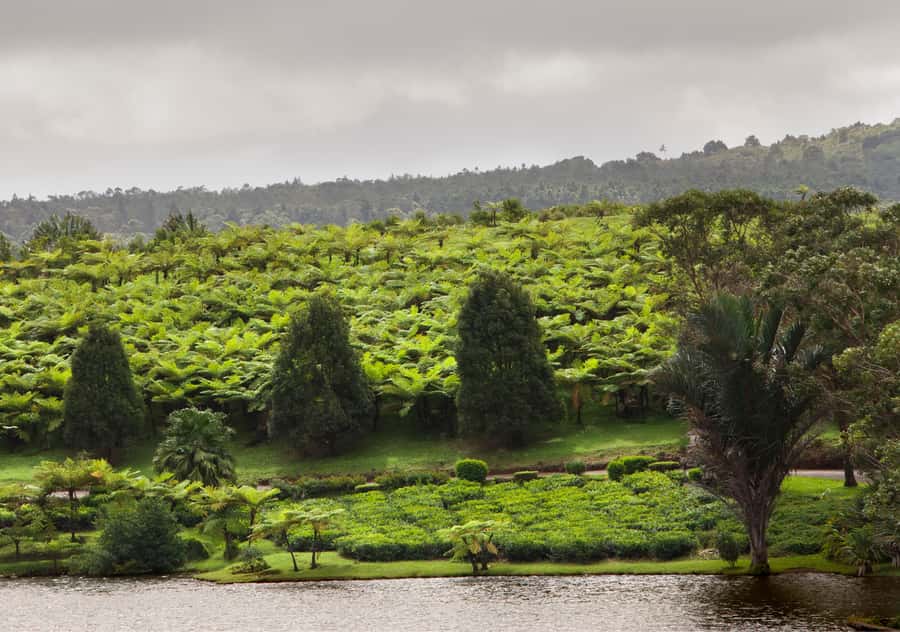 Tea Route: Lake, Forest, Tea Plantation & 3 Course Lunch - Bois Cheri: tea, tasting, shopping, and lunch