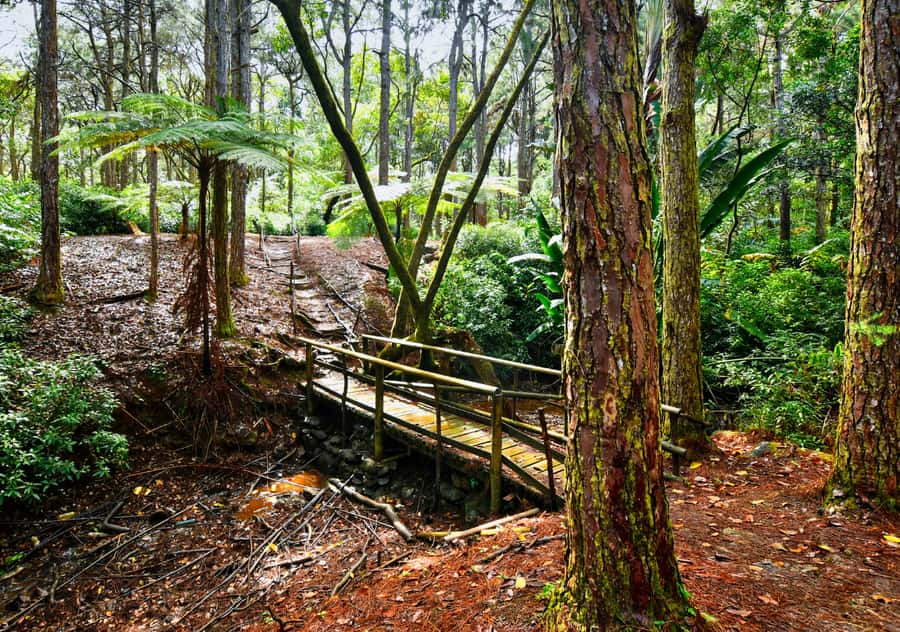 Tea Route: Lake, Forest, Tea Plantation & 3 Course Lunch - Pickup, timing, and comfort
