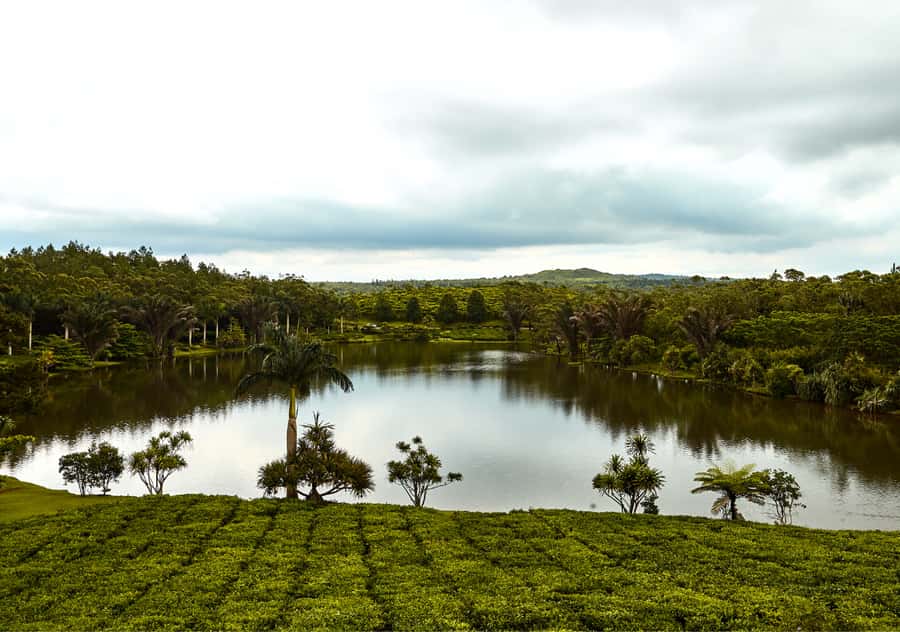 Tea Route: Lake, Forest, Tea Plantation & 3 Course Lunch - Trou aux Cerfs: a volcano with a view