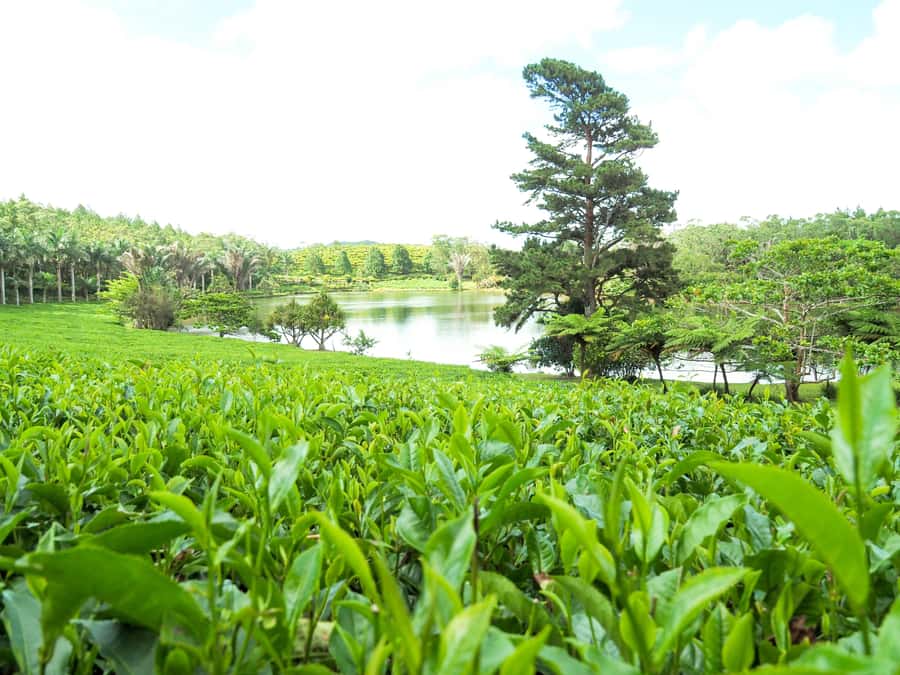 Tea, Rum & Vanilla Route - Key points at a glance