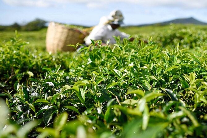 The East Discovery Tour: Bois-Cheri Tea Factory, Blue-Bay Marine Park & Lunch - Pointe Canon and the wide view over Grand Port