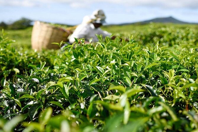 The Gorgeous East: Bois Cheri Tea factory, Rhumerie St-Aubin, Mahebourg & Lunch - Five things to know before you go