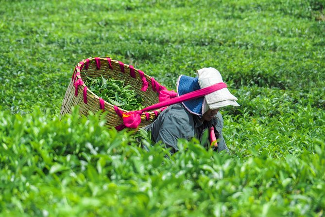 The Tea Story with Lunch - Key points at a glance