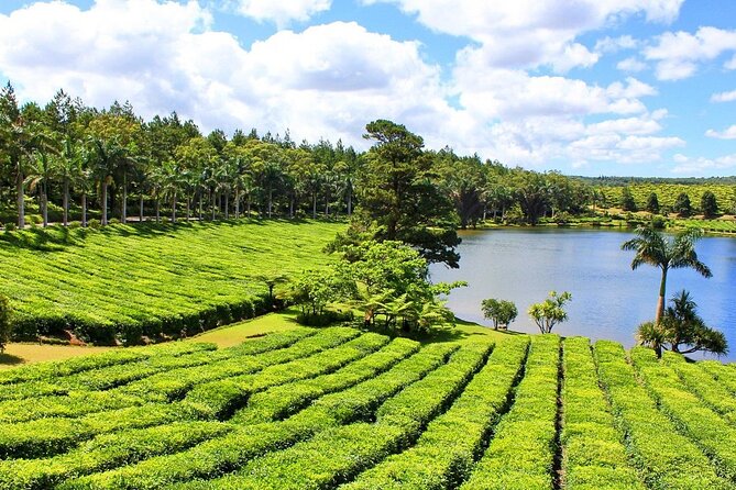 The Tea Story with Lunch - Getting to the plantation and understanding the private format