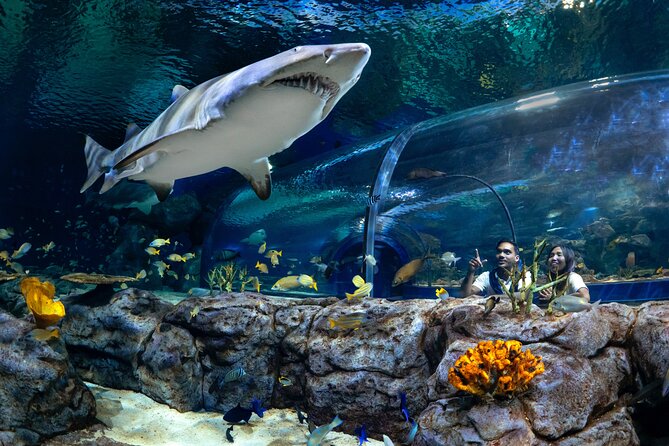 Ticket to the largest Oceanarium of the Mascarene Islands - Key points to know before you go