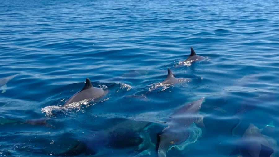 Trou d'Eau Douce: 5 Island Adventure with BBQ & Snorkeling - The highlights at a glance