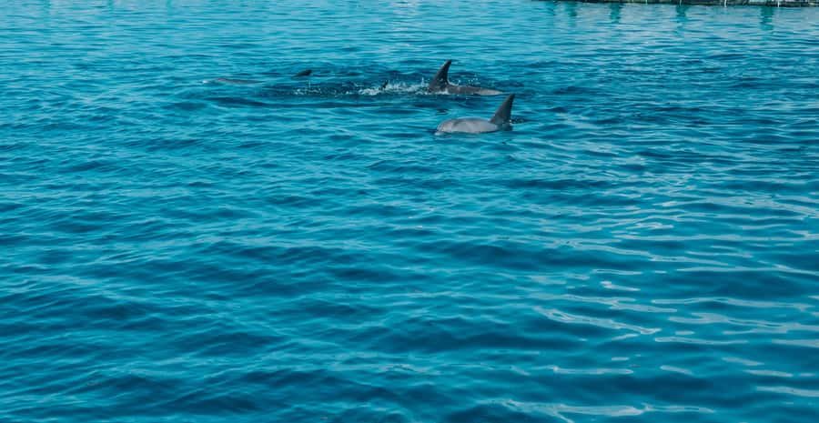 Trou D'Eau Douce: 5 island tour Mauritius with lunch/drinks - Île aux Cerfs, the beach centerpiece