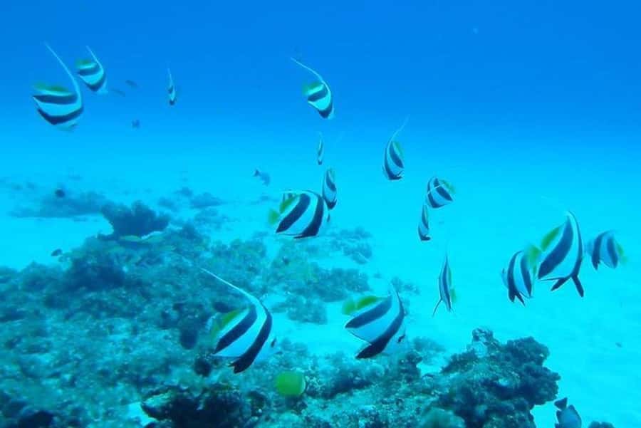 Undersea Walk & Beaches in The North With Transportation - Key points to know before booking