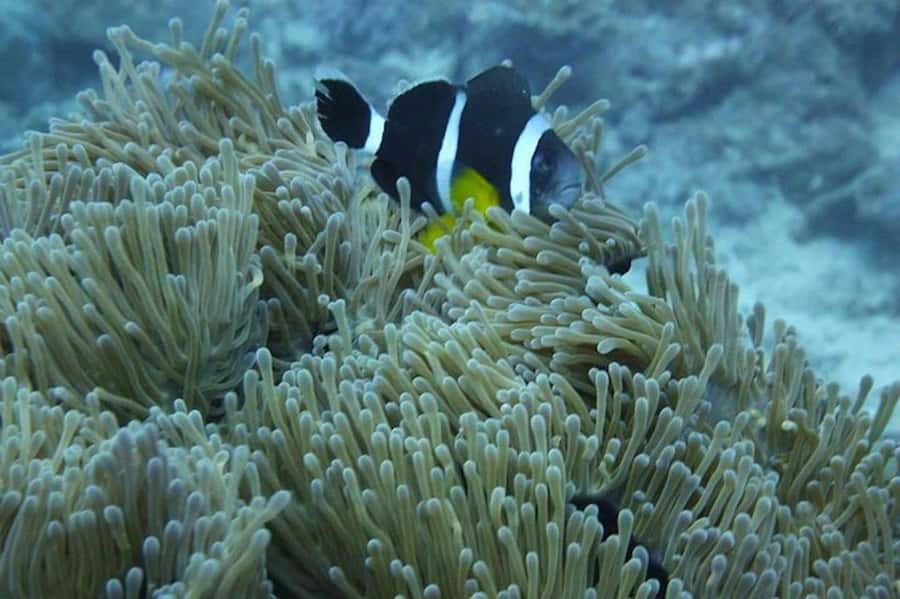 Undersea Walk & Beaches in The North With Transportation - Should you book the Undersea Walk and Northern Beaches?
