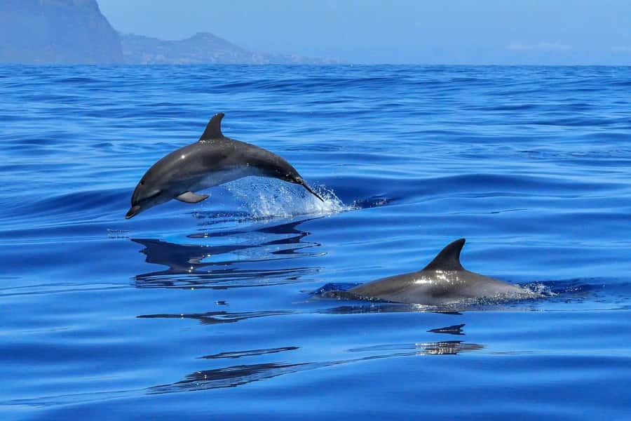 West: Swim wz dolphins, Crystal Rock, Lunch Benitiers island - An early start on Mauritius’ west coast