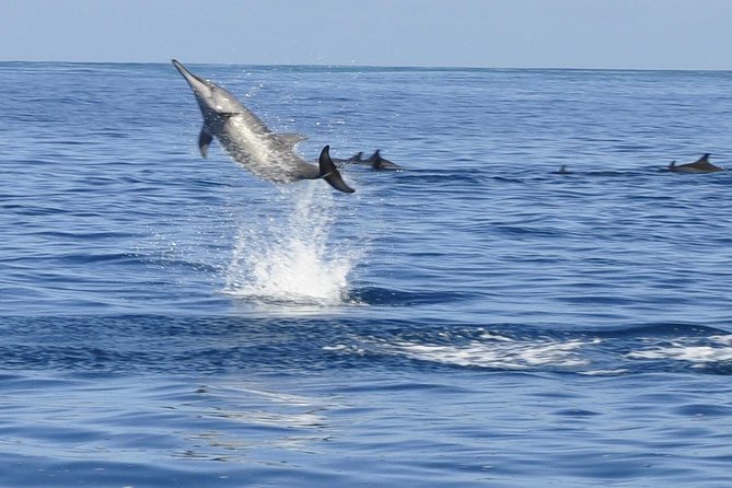 Whale and Dolphin Watching Private Boat Tour from Mauritius - Key points at a glance