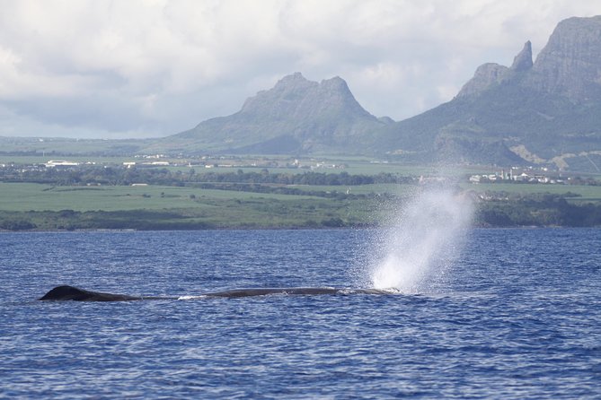Whale and Dolphin Watching Private Boat Tour from Mauritius - Swimming with dolphins in open water