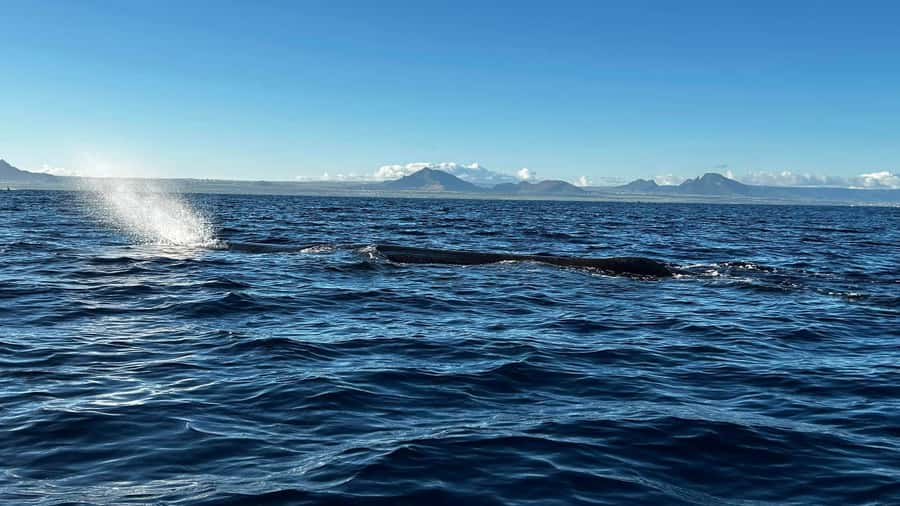 Whale & Dolphins Swimming - Private Speedboat Exclusive Tour - Key points before you book