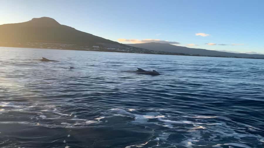 Whale & Dolphins Swimming - Private Speedboat Exclusive Tour - Setting out from Mauritius by private speedboat