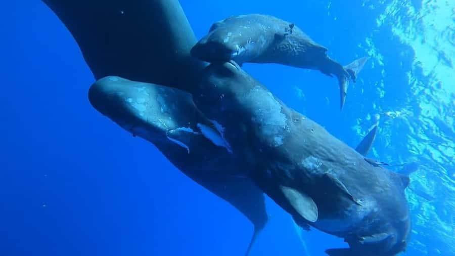 Whale & Dolphins Swimming - Private Speedboat Exclusive Tour - Looking for dolphins in their natural habitat