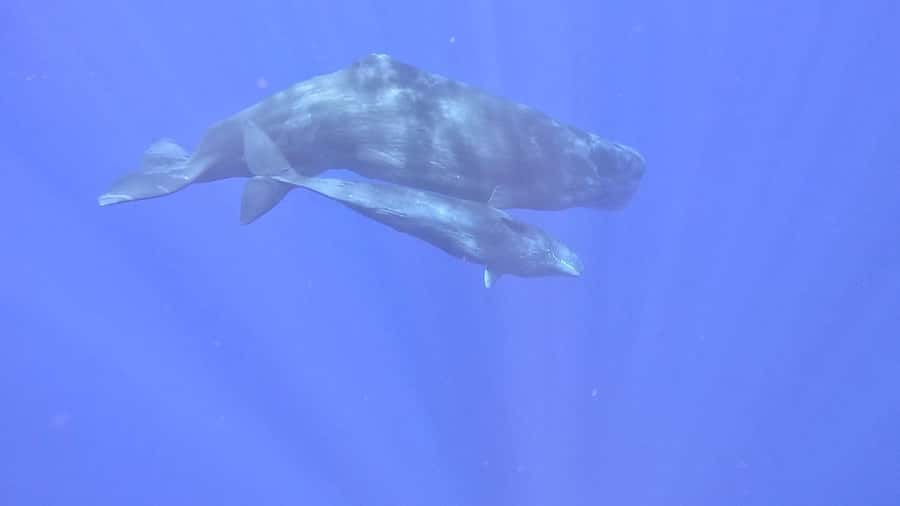 Whale & Dolphins Swimming - Private Speedboat Exclusive Tour - Coral reef snorkeling and lagoon cruising