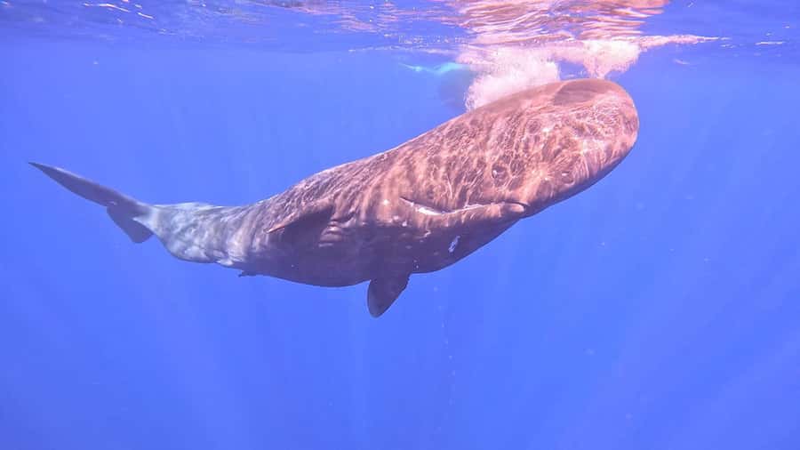Whale & Dolphins Swimming - Private Speedboat Exclusive Tour - Is $778 good value for four people?