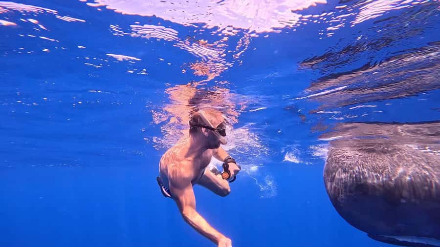 Whale & Dolphins Swimming - Private Speedboat Exclusive Tour - Should you book the Mauritius whale and dolphin tour?