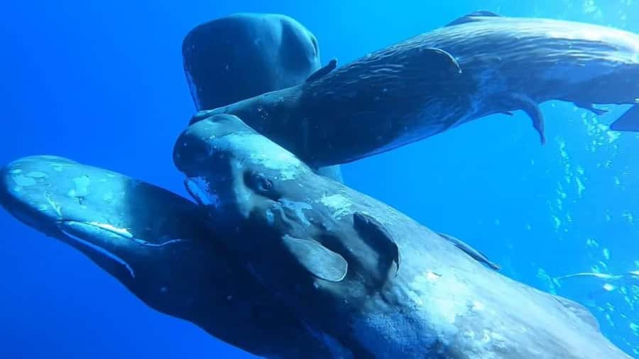Whale & Dolphins Swimming - Private Speedboat Exclusive Tour - Breakfast on board and the first ocean views