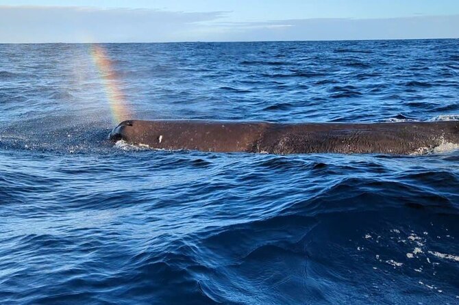 Whale Dream ltd - Whales watching and swim with dolphins - Whale Dream at a glance