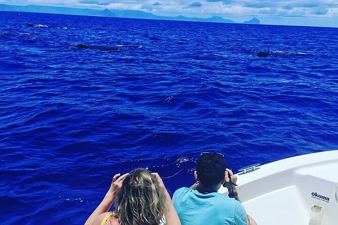 Whale Dream ltd - Whales watching and swim with dolphins - Why the 6am departure matters