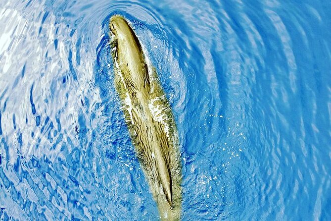 Whale Dream ltd - Whales watching and swim with dolphins - Searching for sperm whales by sound