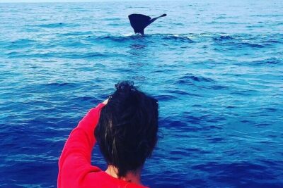 Whale Dream ltd – Whales watching and swim with dolphins