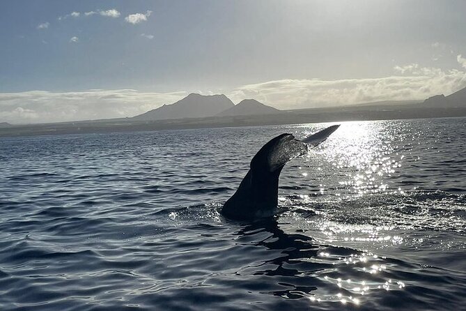 Whale Dream ltd - Whales watching and swim with dolphins - Dolphins after the whales