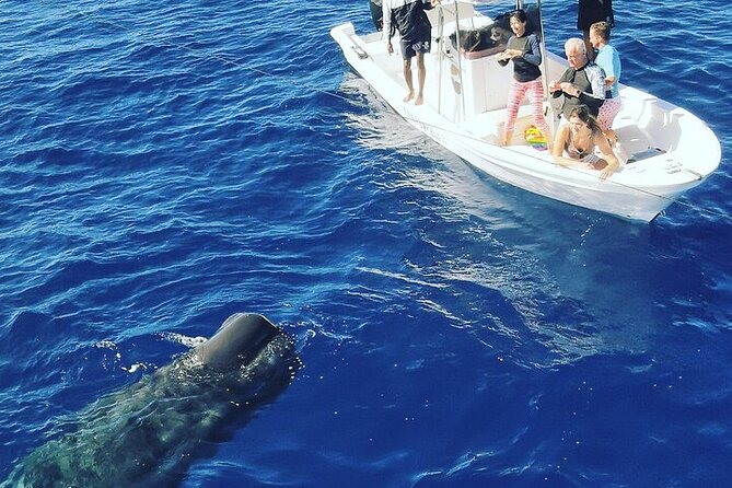 Whale Dream ltd - Whales watching and swim with dolphins - The crew and the feel on board